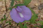 Butterflypea